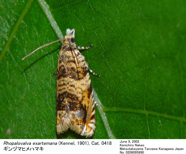 (MJ No.) Rhopalovalva exartemana (Kennel, 1901) ギンヅマヒメハマキ, Cat. 0418